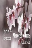 IV edición de la floración de los melocotoneros